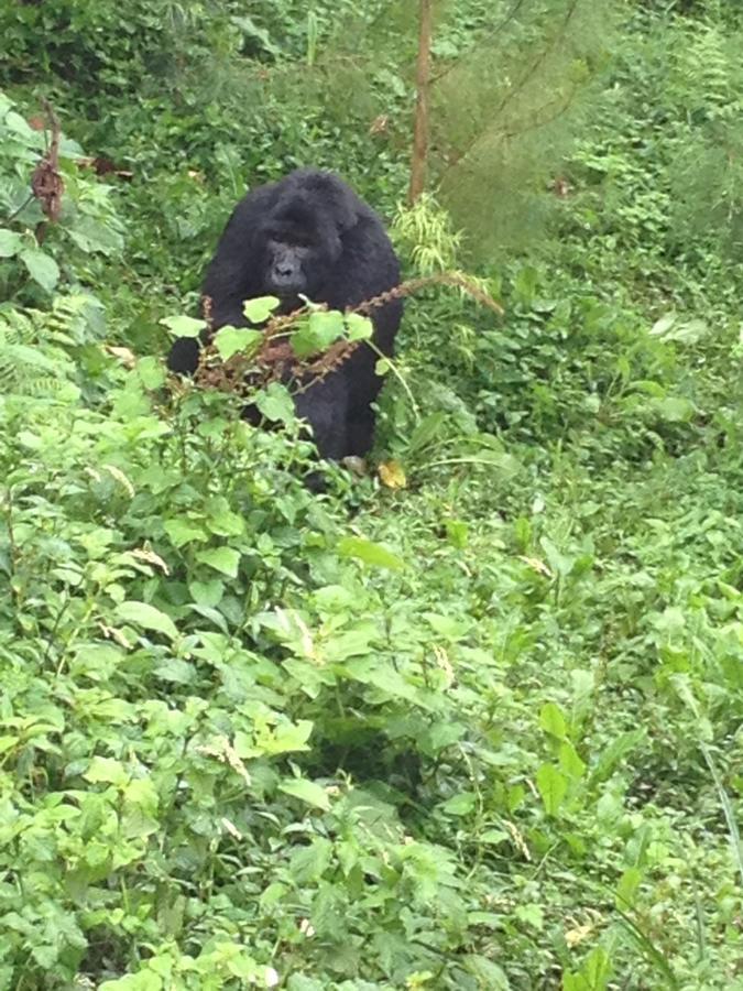 Rushaga Gorilla Lodge Bugambira Экстерьер фото